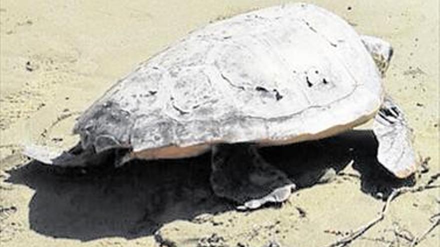 La tortuga ‘Benicàssim’ vuelve al mar recuperada