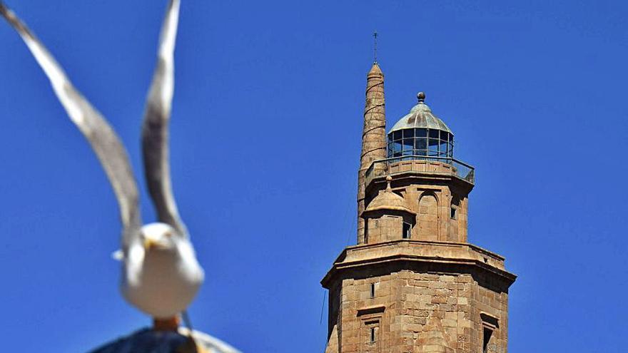 Una gaviota, ante la Torre de Hércules. |   // VÍCTOR ECHAVE