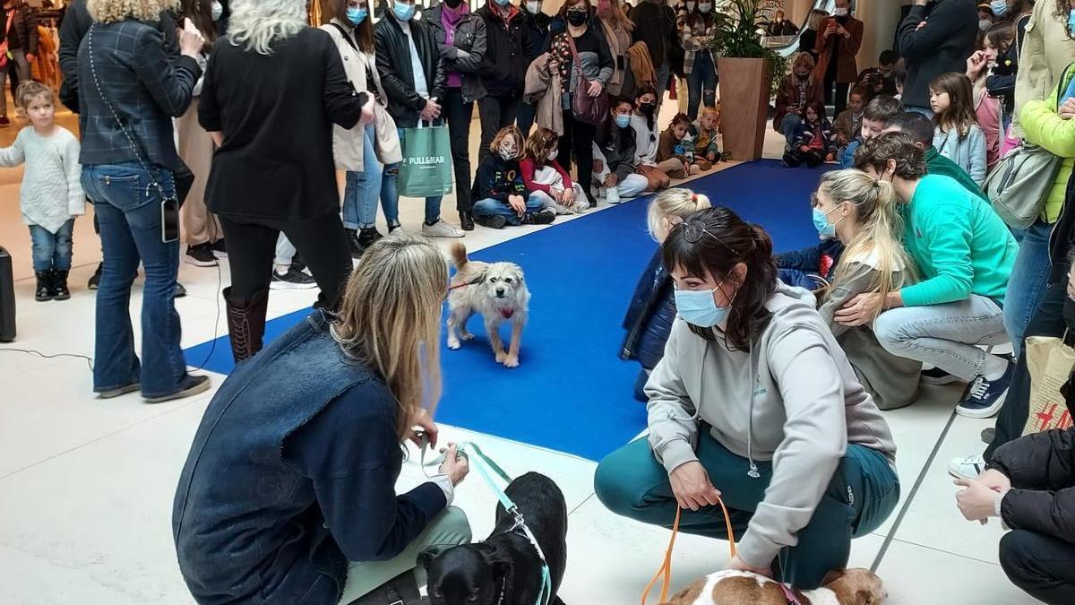 El desfile de mascotas tuvo lugar en el interior de las instalaciones.