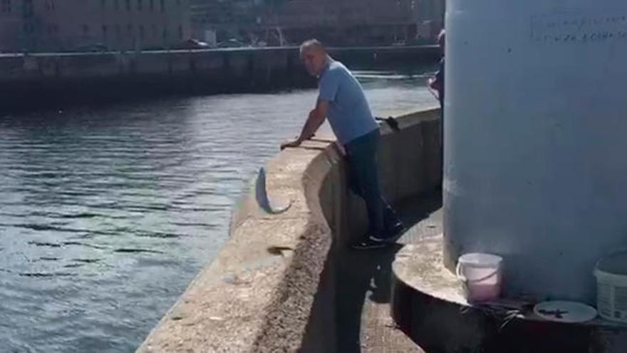 A caballas revueltas, ganancia de pescadores en Vigo