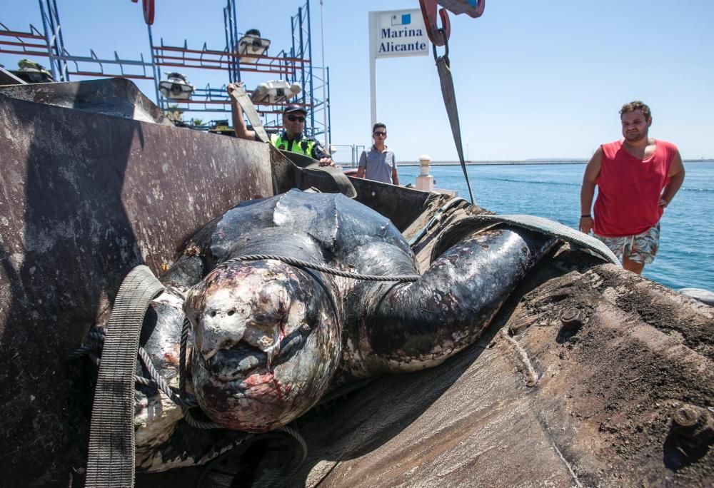 Una tortuga de300 kilos aparece muerta en La Albufereta