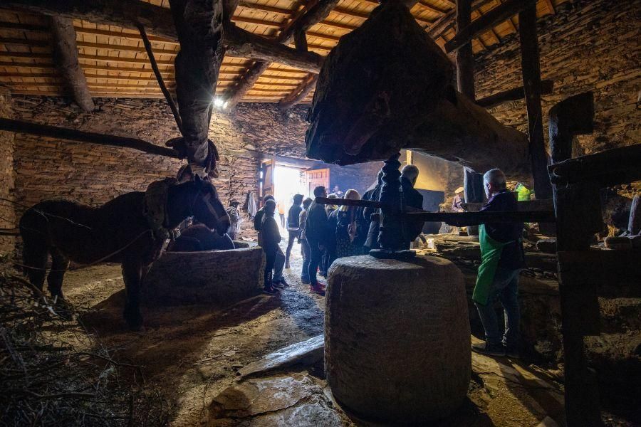 Elaboración de aceite en el molino de Latedo