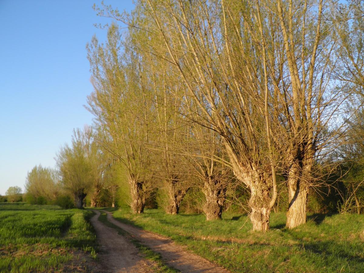Los árboles tan curiosos de esta zona de Teruel