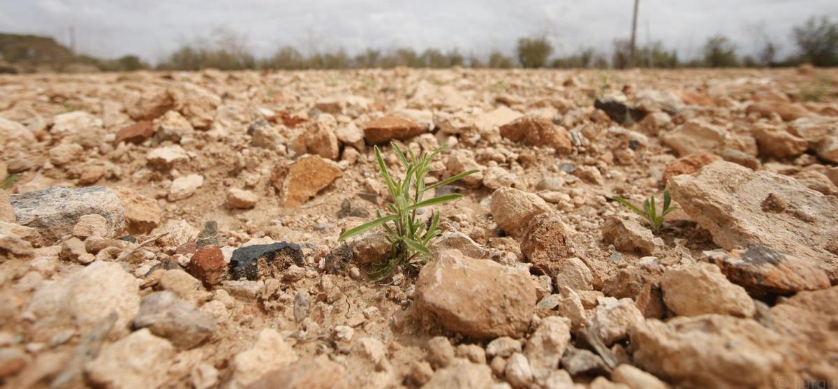 Un campo abandonado donde la sequía se deja notar en Cartagena.