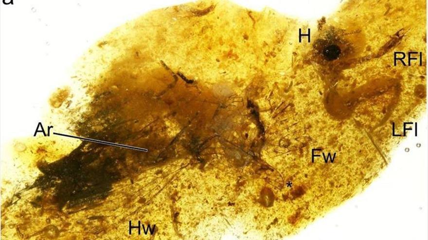 Hallan en Teruel un insecto fósil con 105 millones de años