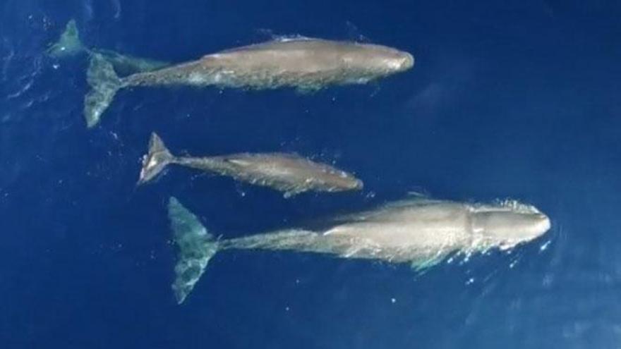 Disminuye la presencia de ballenas en las costas catalanas por la sequía