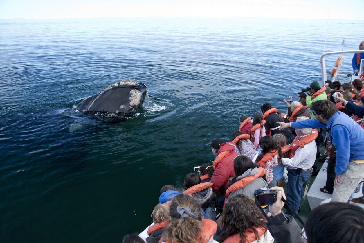 Un avistamiento de ballena en la Península Valdés