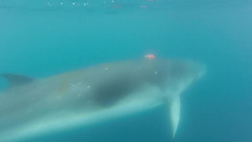 La ballena que zampa como un Pac-Man