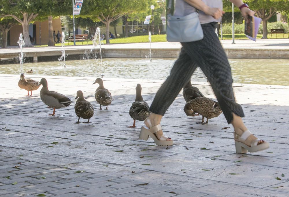 Sobrepoblación de patos en la UA