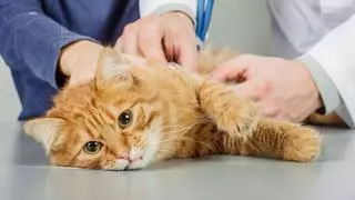 ¿Qué detestan los gatos? Estas son las diez cosas que debes saber para mantener a tu felino contento