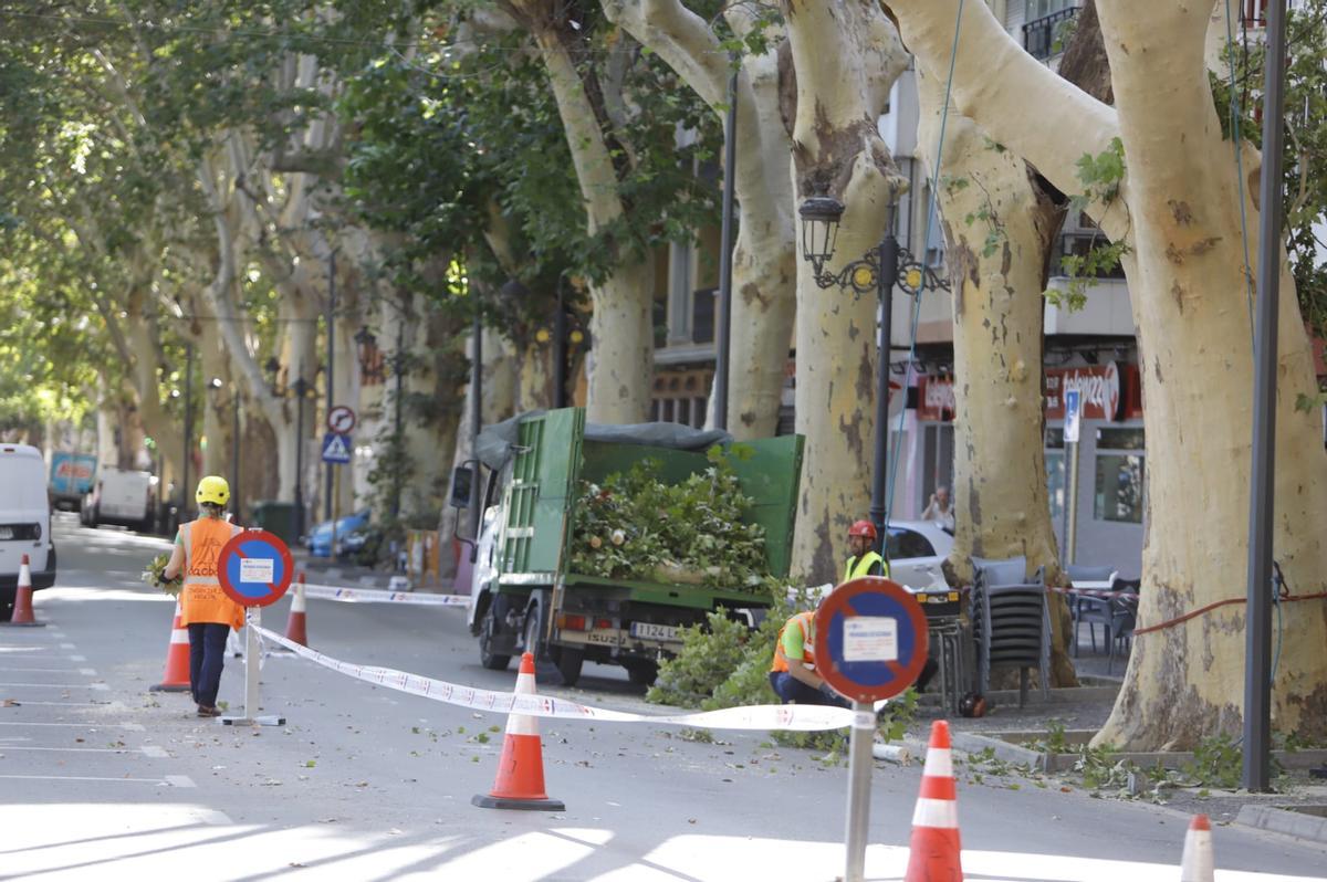 Trabajos de poda de un platanero en la Avenida Selgas de Xàtiva, este miércoles