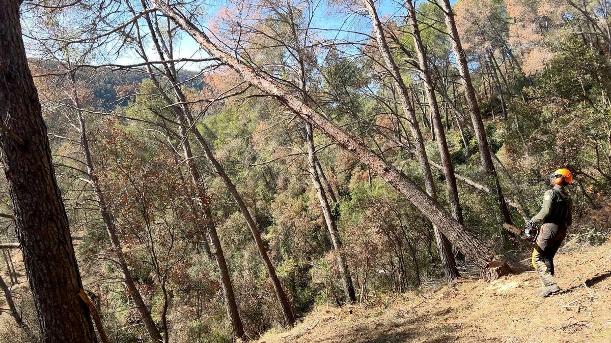 Un operari del Grup Especial de Prevenció d’Incendis Forestals (GEPIF) tallant un arbre mort a Sant Climent de Llobregat.