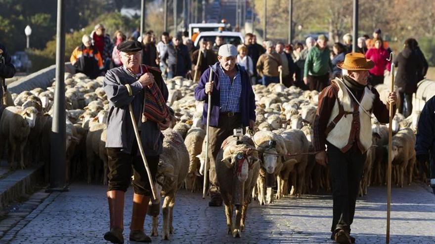 Pastores y ovejas cruzan el puente romano