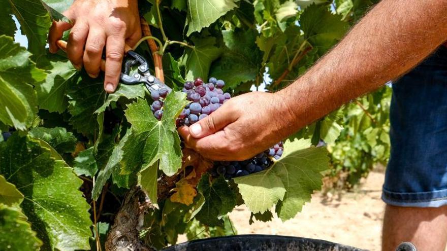 Un agricultor recolectando un racimo en un viñedo