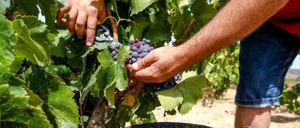 Un agricultor recolectando un racimo en un viñedo