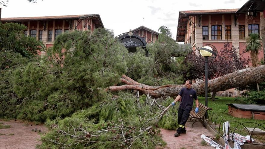 Achtung, Baum fällt: Diese mächtige Kiefer traf zwei Senioren.