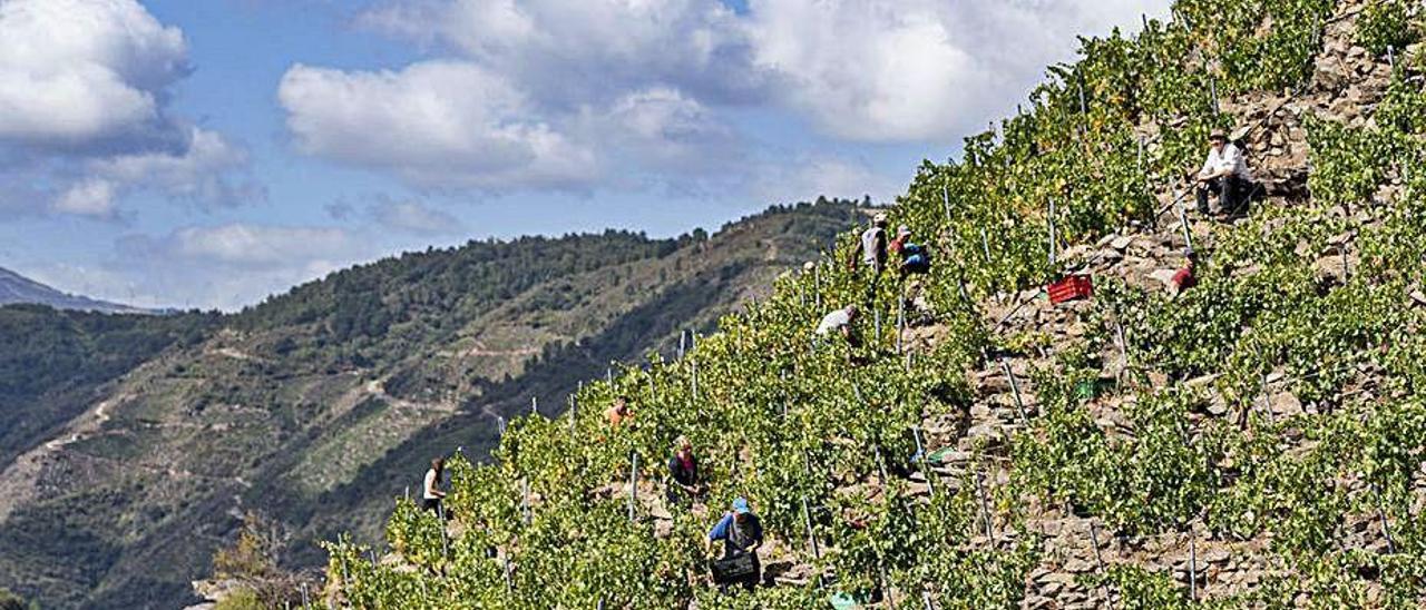 Viticultura heroica en la Ribeira Sacra.