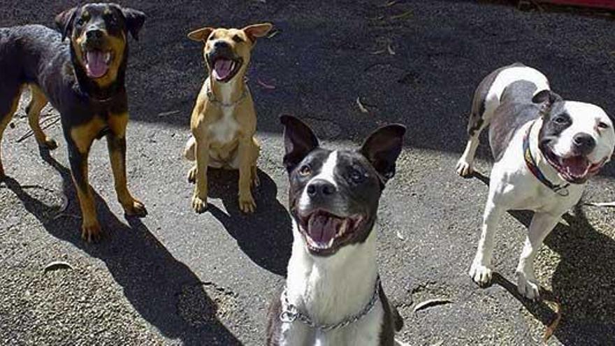 Algunos de los perros participantes en el programa con jóvenes de A Lama.  // Refugio de Cambados