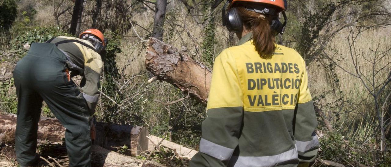 Empleados de las brigadas forestales realizando trabajos en un bosque de las comarcas. | PERALES IBORRA