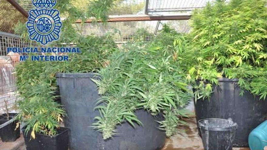 Intervienen 500 plantas de marihuana en Dénia