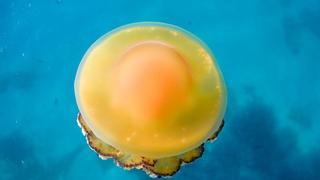 Llega la temible medusa huevo frito: Cómo prevenir y qué hacer si te pica