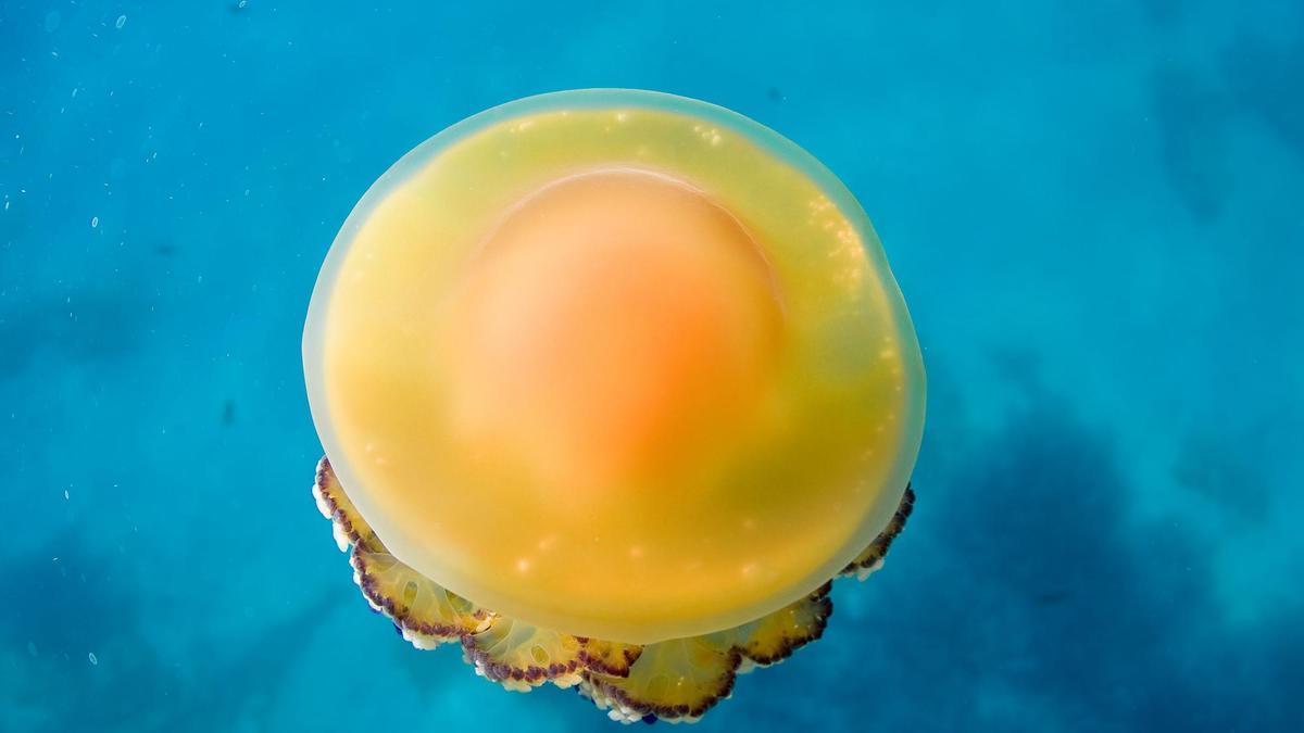 Así es la sorprendente medusa huevo frito que ha llegado en masa al Mediterráneo