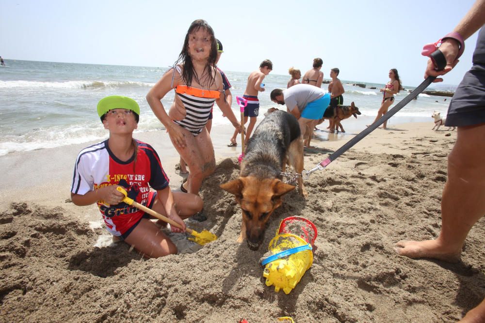 Mascotas de carne y hueso en la playa de Agua Amar