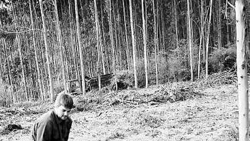 Alumnos de Forestales de Mieres, pesando trozas de eucalipto.