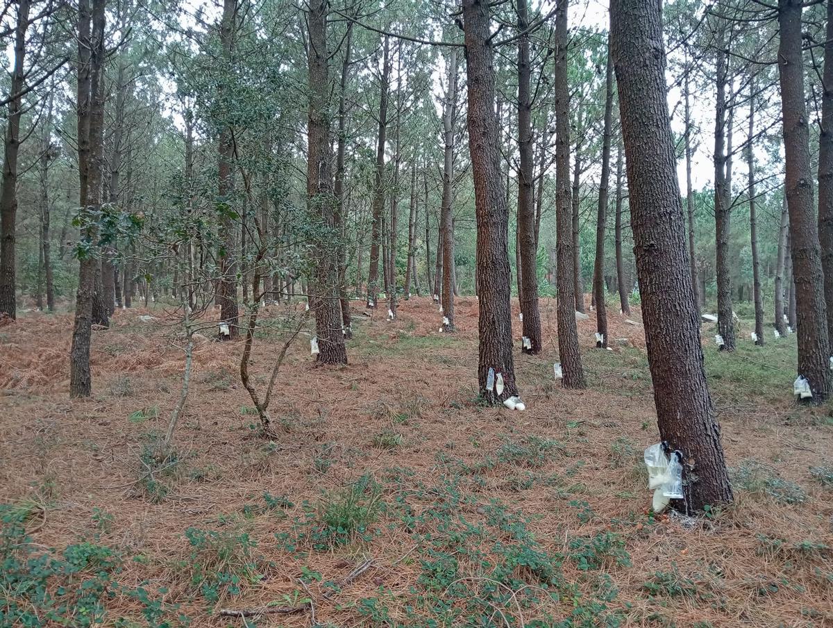 Los comuneros de Baroña extrajeron resina de 9.000 pinos en la última campaña.