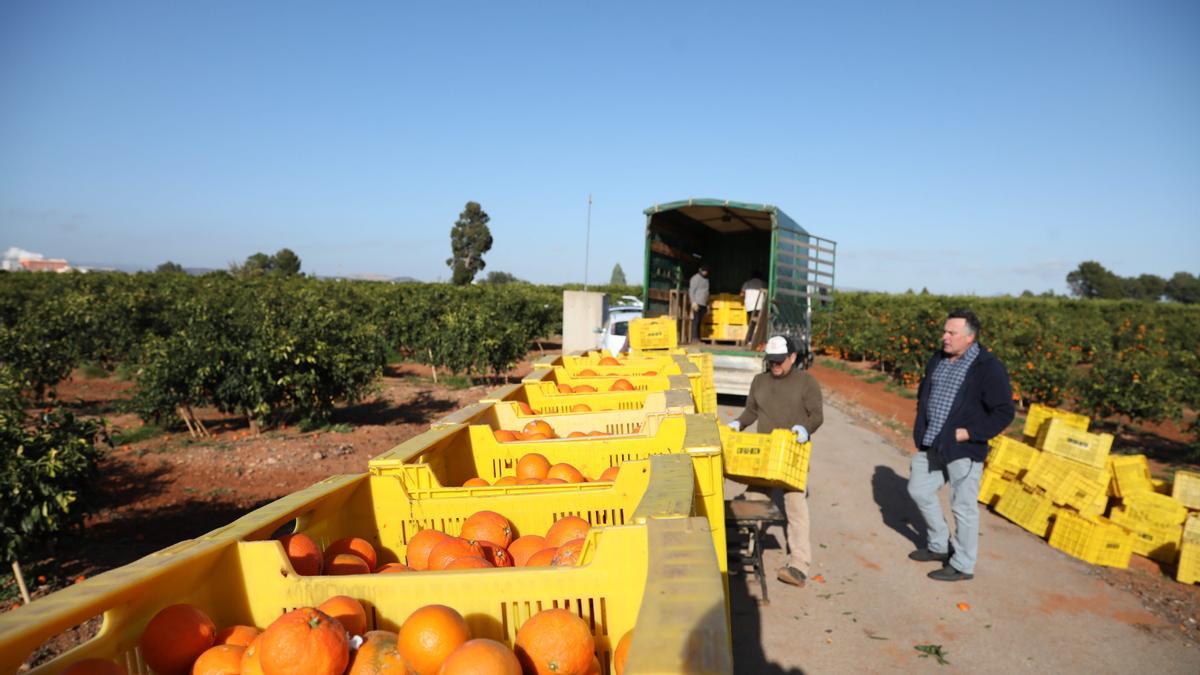 'Collidors' de cítricos en un campo de València