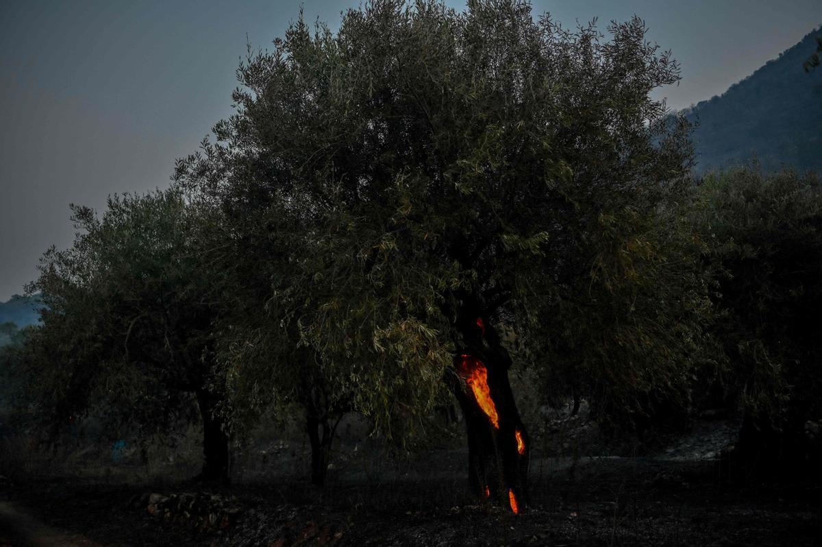 Los incendios forestales se han desatado en Grecia