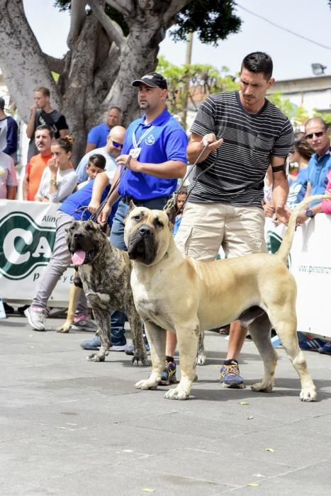 Celebración del I Certamen Nacional de perro ...