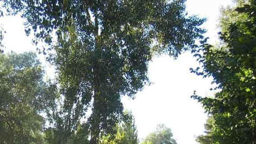 Obras realizadas en el bosque de Valorio.