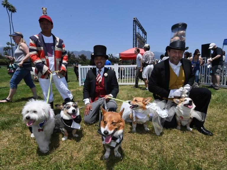 Los perros de Corgi se preparan para competir durante el campeonato de SoCal 'Corgi Nationals' en el hipódromo de Santa Anita en Arcadia / AFP PHOTO / MARK RALSTON