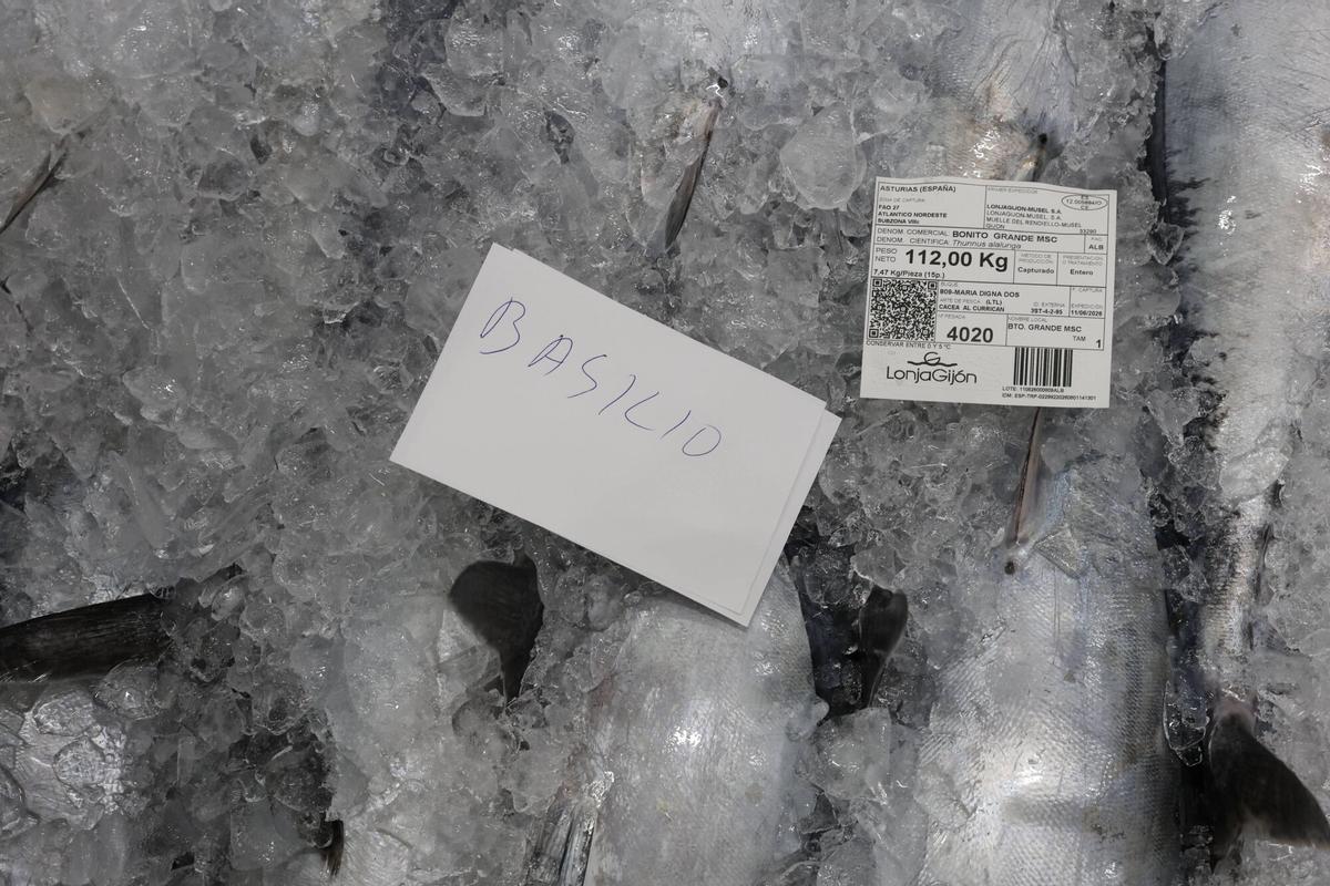 EN IMÁGENES: El primer bonito de la temporada ya está en Gijón: 2.217 kilos de "pescado del Cantábrico y de gran calidad"