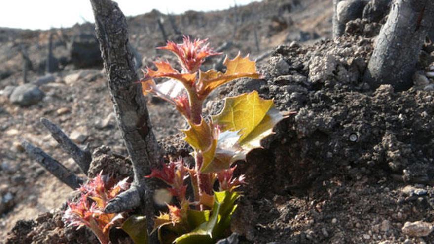 El efecto combinado del cambio climático e incendios forestales puede transformar los bosques en matorrales