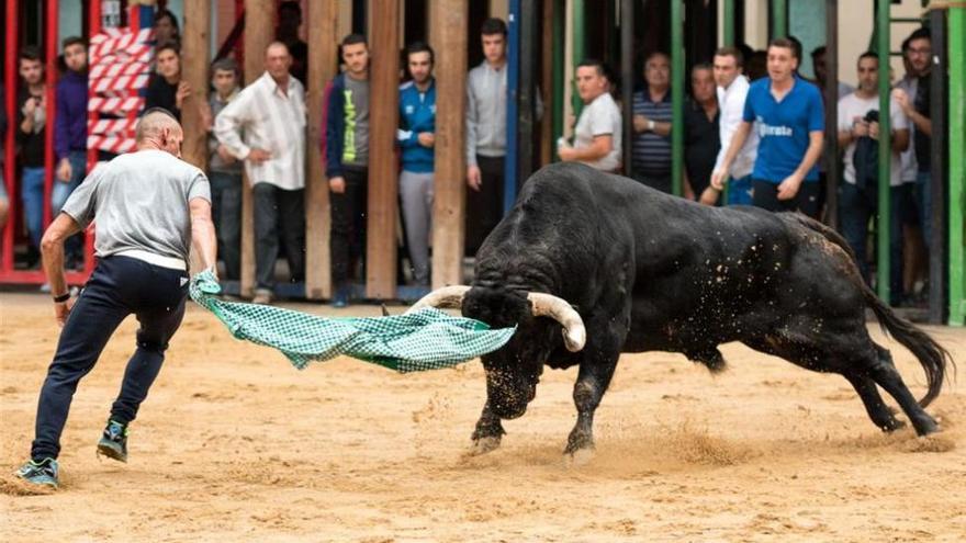 Clamor de la afición en Castellón ante el «atropello» al ‘bou al carrer’