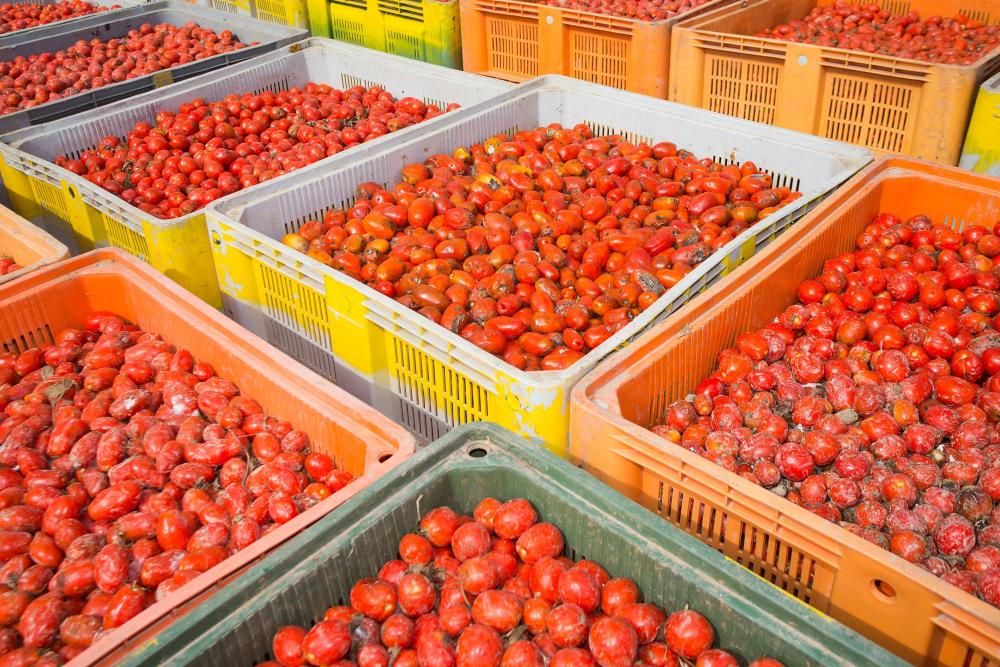 La cooperativa de La Llosa prepara los tomates para la Tomatina 2018,