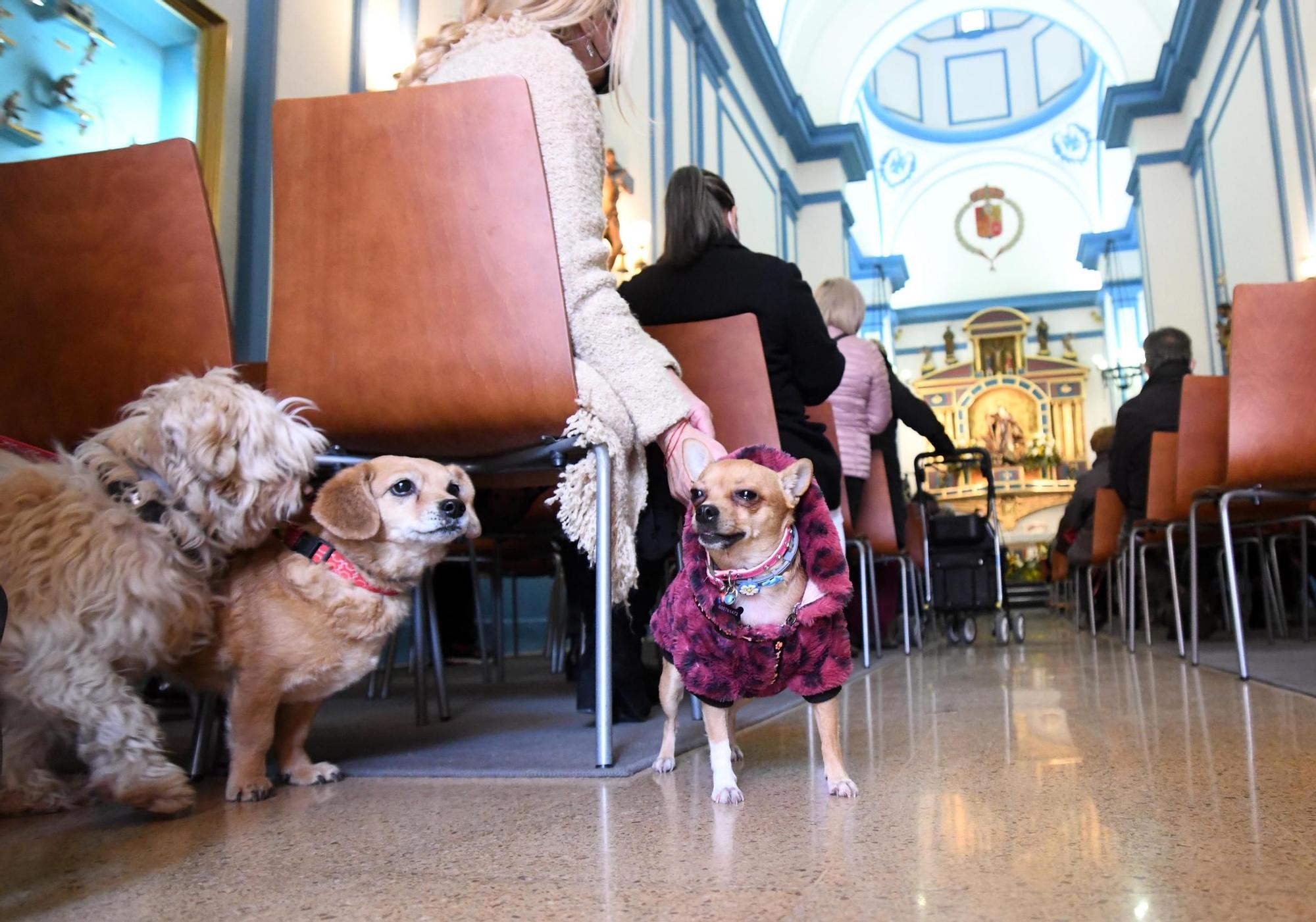 Las mascotas reciben su bendición por San Antón en Murcia (II)