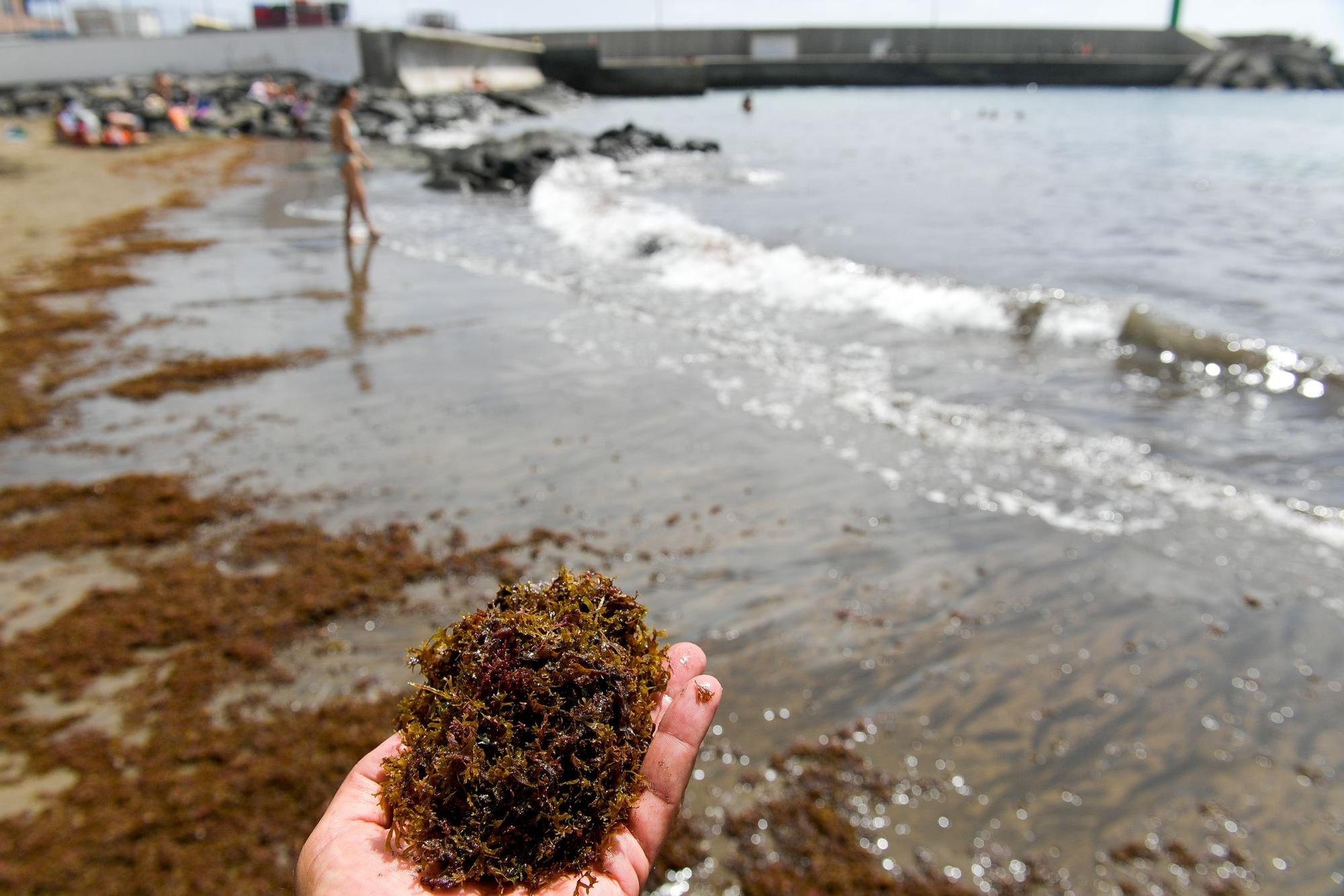 Algas japonesas en San Cristóbal
