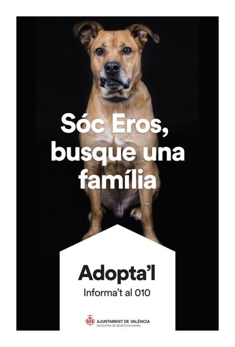 València pone cara y nombre a los perros de Benimàmet que buscan familia de adopción