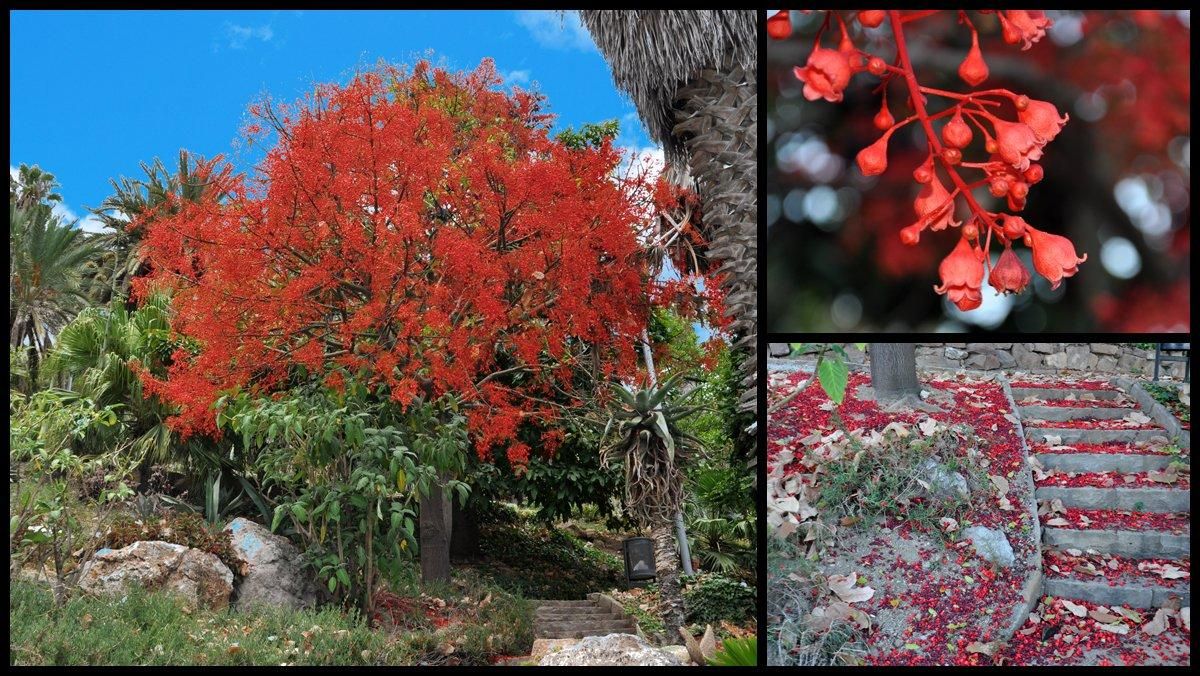 Braquiquíton vermell dels Jardins de Costa i Llobera, a Barcelona.