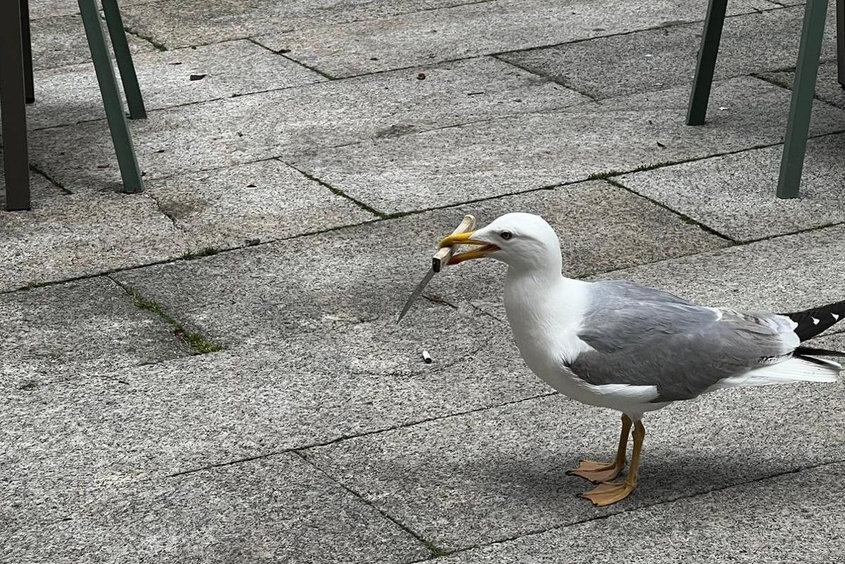 Otra foto de la gaviota que robó el cuchillo en la Praza da Pedra, en Vigo.