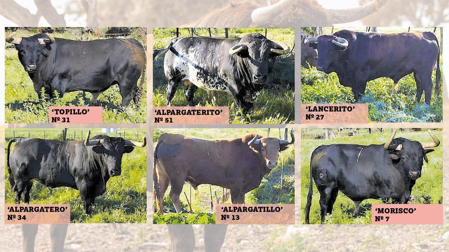 Toros de Carlos Núñez para el segundo encierro de las fiestas de Sant Pasqual en Vila-real