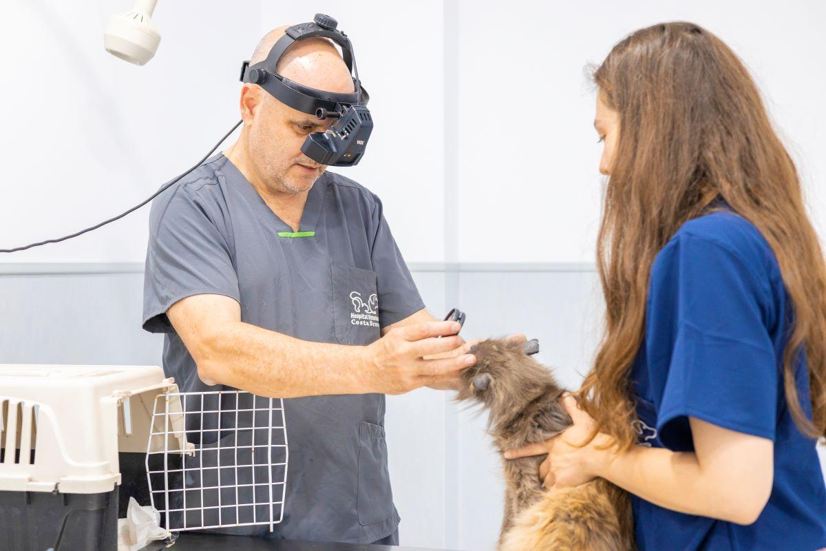 Proves d'oftalmologia a l'Hospital Veterinari Costa Brava