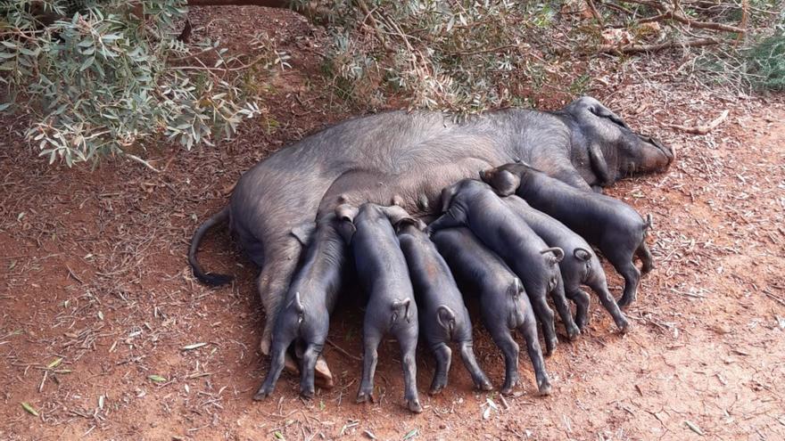 Alarma entre los productores de ‘porc negre’ en Mallorca: la subida del precio de los cereales les pone en peligro