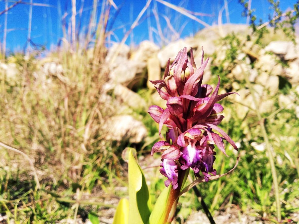 Una de las pocas orquídeas Barlia Robertiana que han brotado a ras de un muro de piedra en seco