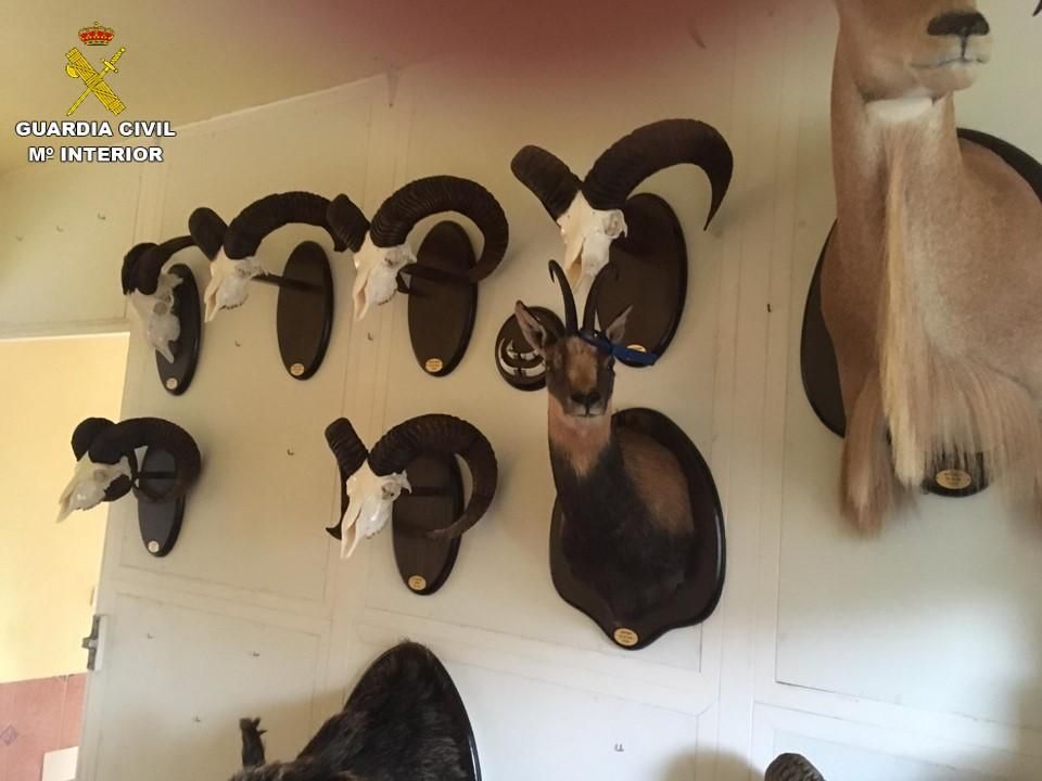 Piezas encontradas en el taller ilegal de taxidermia en San Vicente del Raspig.