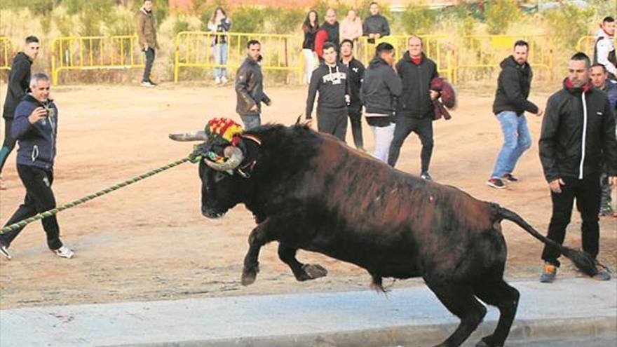 El ‘bou en corda’ pone el broche a las fiestas en el Tossalet de Onda