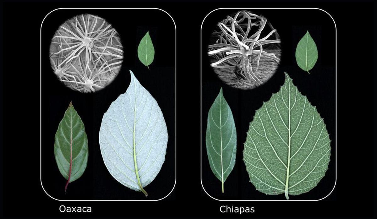 Tipos de hojas similares evolucionaron independientemente en tres especies de plantas que se encuentran en los bosques nubosos de Oaxaca, México, así como en tres especies de plantas en un ambiente similar en Chiapas, México.